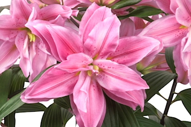 Roselily Azra Variety Thumbnail.jpg
